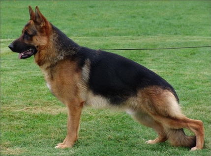 photo d'un chien de la race berger allemand